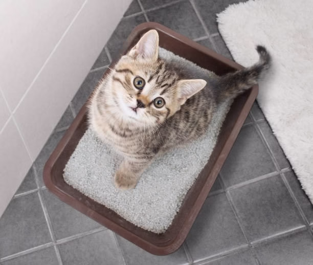 Performance Showdown: Clumping Cat Litter Pets at Home vs. Regular Cat Litter